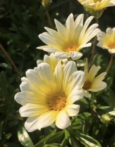 Gazania 1株　春から秋まで何度も返り咲くガザニア　グランドカバー　花期の長い宿根草　耐暑性耐寒性優