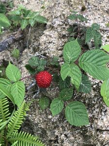 キイチゴ　ラズベリー　木苺　苗 果樹　地下茎でよく増える宿根草