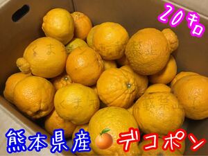 熊本県産 不知火 デコポン 箱込約20キロ