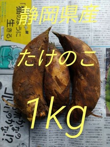 静岡県産 初物(令和6年3月)たけのこ　Mサイズ 3個　1000g