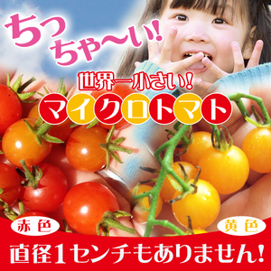【嬉しいセット】マイクロトマト赤色・黄色の種　各10粒ずつ20粒（長野県産）