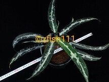 ■LA便ネームド Aglaonema pictum A ''雷切'' Aceh sumatera LA0914-3ss ■_画像1