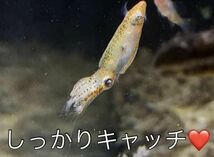 No43【3匹セット】ヒメイカ　世界最小級ミニサイズ　近海魚　海水魚　生体　頭足網ダンゴイカ目ヒメイカ科_画像4