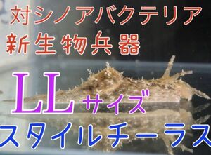 No5　シノアバクテリアキラー「スタイルチーラス」BIGなLLサイズ　近海魚　海水魚　生体　藍藻退治　ぽすとタツナミガイ