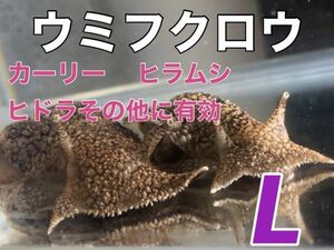 No7　ウミフクロウ　Lサイズ　近海魚　海水魚　生体　カーリー、ヒラムシ、ヒドラ、等の寄生虫対策