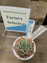 チワワエンシス ジェコラ×コロラータ タパルパ【FactorySelection苗】【多肉植物製作所】【多肉植物】【エケベリア】【実生】_画像2