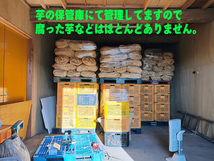 令和5年度収穫　さつまいも【紅はるか】大芋　20kg　玄米袋入り　【洗浄済】天ぷら　焼いも　干しいも　惣菜　弁当　大学いも_画像6