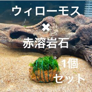 （巻きたて）ウィローモス×赤溶岩石（3cm）×1個