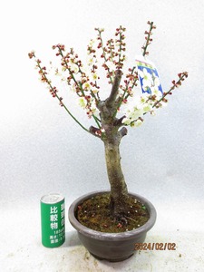 [. manner bonsai Ryuutsu ] winter . plum * flower ..(02115 tea circle pra pot ) total height :47.* same packing is [ together transactions ] procedure strict observance *100 size * postage clear writing 
