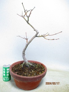 [. manner bonsai Ryuutsu ]momiji(021296 plant pot ) total height :48.* same packing is [ together transactions ] procedure strict observance *100 size * postage clear writing 