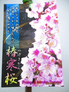 [野風苗木流通] 桜の苗木 椿寒桜 (021613)全高：68㎝※同梱包は「まとめて取引」手続厳守※100サイズ＊送料明記