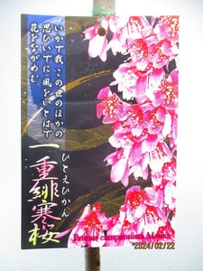 [野風苗木流通] 桜の苗木 一重緋寒桜 (021629)全高：68㎝※同梱包は「まとめて取引」手続厳守※100サイズ＊送料明記