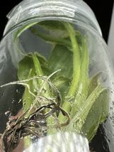 【veil plants】ピンクバナナ　バリエガータ nono ピンク斑入りバナナ　tissue culture musa nono pink variegated　タイ植物研究所直送株_画像3