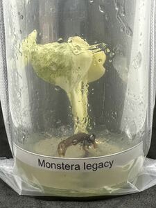 【veil plants】日本未入荷？tissue culture monstera deliciosa Legacy Variegata モンステラ　デリシオーサ レガシー バリエガーター