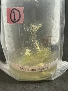 【veil plants】★訳あり即決monstera deliciosa Legacyモンステラ　デリシオーサ レガシータイ植物研究所直送①