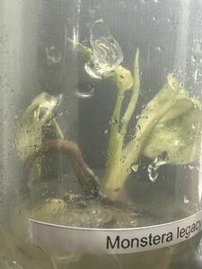 【veil plants】ハイクオリティ培養株monstera deliciosa Legacyモンステラ　デリシオーサ レガシータイ植物研究所直送②