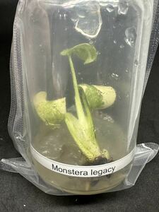 【veil plants】★訳あり即決monstera deliciosa Legacyモンステラ　デリシオーサ レガシータイ植物研究所直送