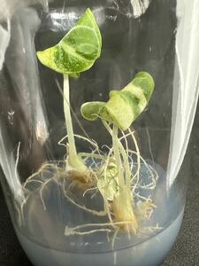 【veil plants】ハイクオリティ培養株　アロカシア　ブラックベルベット　ニンジャバリエガータ　タイ植物研究所直送株 2株入り