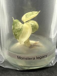 【veil plants】ハイクオリティ培養株monstera deliciosa Legacyモンステラ　デリシオーサ レガシータイ植物研究所直送