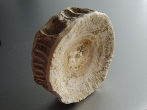 Otodus obliquus　オトドゥス　脊椎骨　化石標本　サメ　始新世　モロッコ
