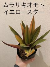 ムラサキオモトオーロラ イエロースター 子株付き 万年草 観葉植物_画像1