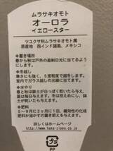 ムラサキオモトオーロラ イエロースター 子株付き 万年草 観葉植物_画像4