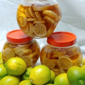 １Ａ 広島瀬戸田 こだわり レモン B級品 約2.5Kg  サイズいろいろ ビタミンC 農家直送 家庭用の画像7