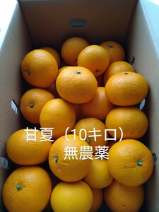 即決 　甘夏　送料無料　無農薬　自家製　10kg