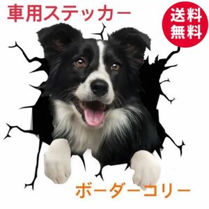 可愛い　ワンちゃん　車用　ステッカー　3Dシール　カー用品 ボーダーコリー　犬　P1131