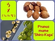 [ free shipping ]ume( white ..) seeds 10 piece 