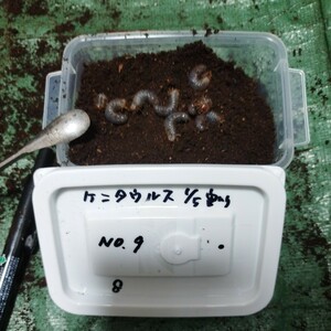 放出 No.9 ケンタウルスオオカブト幼虫8頭 1/5割り出し　他種出品中