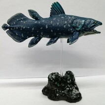 シーラカンス　ラティメリア 　coelacanth　フィギュア_画像2