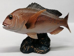 マダイ　原色海水魚図鑑 II　海水魚　食用魚　真鯛　鯛　タイ　ユージン　YUJIN　フィギュア