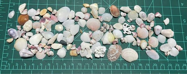貝殻　小さめ　貝がら　サンゴ　珊瑚