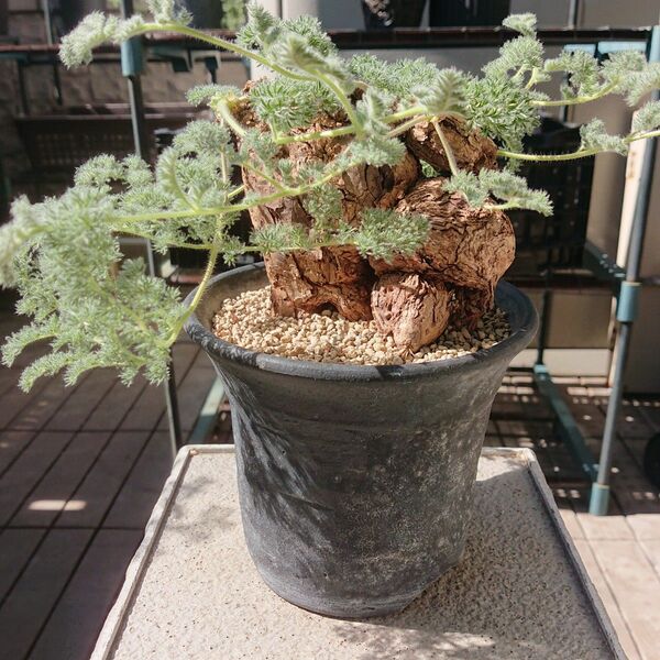 Pelargonium triste ペラルゴニウム トリステ 陶器鉢付