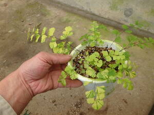 ＫＮ　斑入り葉ホウライシダ　アジアンタム　カピルスウェネリス（ド‘ADIANTUM CAPILLUS-VENERIS `VARIEGATED`）　　　0.8Ｍ以下