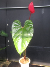 ＫＮ　１円！　チューリップ咲アンスリューム(ベニウチワ属）（ANTHURIUM SP.）　　　　1.2Ｍ以下_画像4