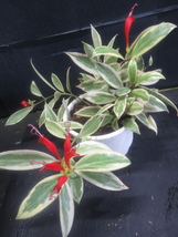 ＫＮ　エスキナンサス　ＳＰ、　‘ホワイトマージン‘（AESCHYNANTHUS SP, `WHITE MARGIN`）　　　　0.8Ｍ以下_画像3