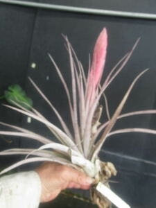 ＫＮ　ティランジア　チアペンシス　ｘ　ハリスコモンティコラ（TILLANDSIA hybrid CHIAPENSIS X JALISCO-MONTICOLA）0.8Ｍ以下