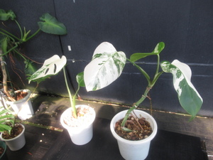 ＫＮ　白斑モンステラ　ボルシギアナ（MONSTERA DELICIOSA var, BORSIGIANA `WHITE VARIEGATED`）　1　　　　0.8Ｍ以下