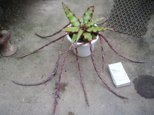 ＫＮ　クリプタンサス(ヒメアナナス属）　シヌオサス　‘カスケード‘（CRYPTANTHUS SINUOSUS ‘CASCADE‘）　　　　0.8Ｍ以下