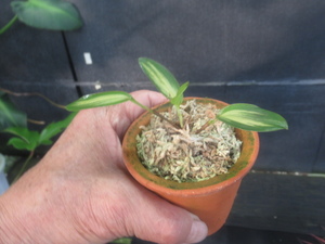 ＫＮ　ステリス　モルガニー　‘バリエゲイテッド‘（STELIS MORANII `variegated`）　　　0.8Ｍ以下