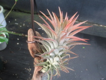 ＫＮ　１円！　ティランジア　イオナンタ　バンハイニンギー（ラージ）（TILLANDSIA IONANTHA　　VANHYNINGII (large)）　　　0.8Ｍ以下_画像5