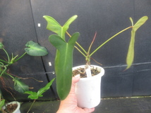 ＫＮ　１円！　フィロデンドロン　ロンギロバタム　‘レイラノミヤノ‘（PHILODENDRON LONGILOBATUM `LEYLANO MIYANO`）　　0.8Ｍ以下_画像2