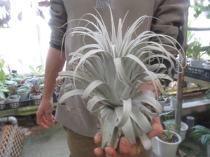 ＫＮ　１円！　ティランジア　チャペウエンシス　チュリフォルミス（TILLANDSIA CHAPEUENSIS var. TURRIFORMIS）　　　0.8Ｍ以下