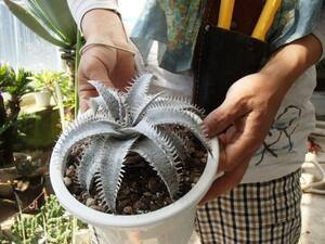 ＫＮ　１円！　ディッキア　マルニエルラポストレイ　エステベシー（DYCKIA MARNIER-LAPOSTOLLEI ESTEVESII）　　　0.8Ｍ以下