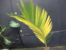 ＫＮ　１円！　黄斑入りソテツ　サイカス(ソテツ属）　レボルタ（CYCAS REVOLUTA `VARIEGATED`）　　　　0.8Ｍ以下_画像3