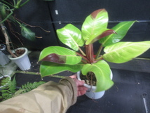 ＫＮ　１円！　フィロデンドロン ‘インペリアルイエローフレーム（レッドムーン）‘（PHILODENDRON `RED MOON`）　　　0.8Ｍ以下_画像10