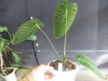 ＫＮ　アンスリューム(ベニウチワ属）　ベイッチー　‘ナローリーフ‘（ANTHURIUM VEITCHII `NARROW LEAF`）　　　1.2Ｍ以下_画像5