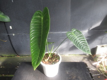 ＫＮ　アンスリューム(ベニウチワ属）　ベイッチー　‘ナローリーフ‘（ANTHURIUM VEITCHII `NARROW LEAF`）　　　1.2Ｍ以下_画像6